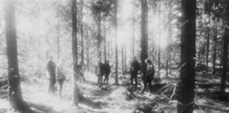 in-the-woods 20140814