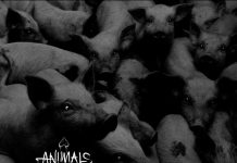 Animals Over People – Az Állatmentő Ligát támogatod a válogatás megvásárlásával, melyen a hazai underground krémje fogott össze animals 20141017