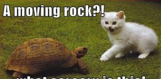 moving rock